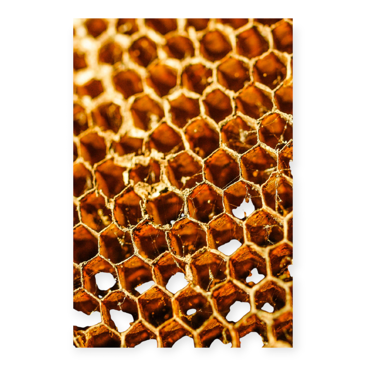 CARYATIS SANDALI BASSI DONNA IN PELLE... CARYATIS SANDALI BASSI DONNA IN PELLE...